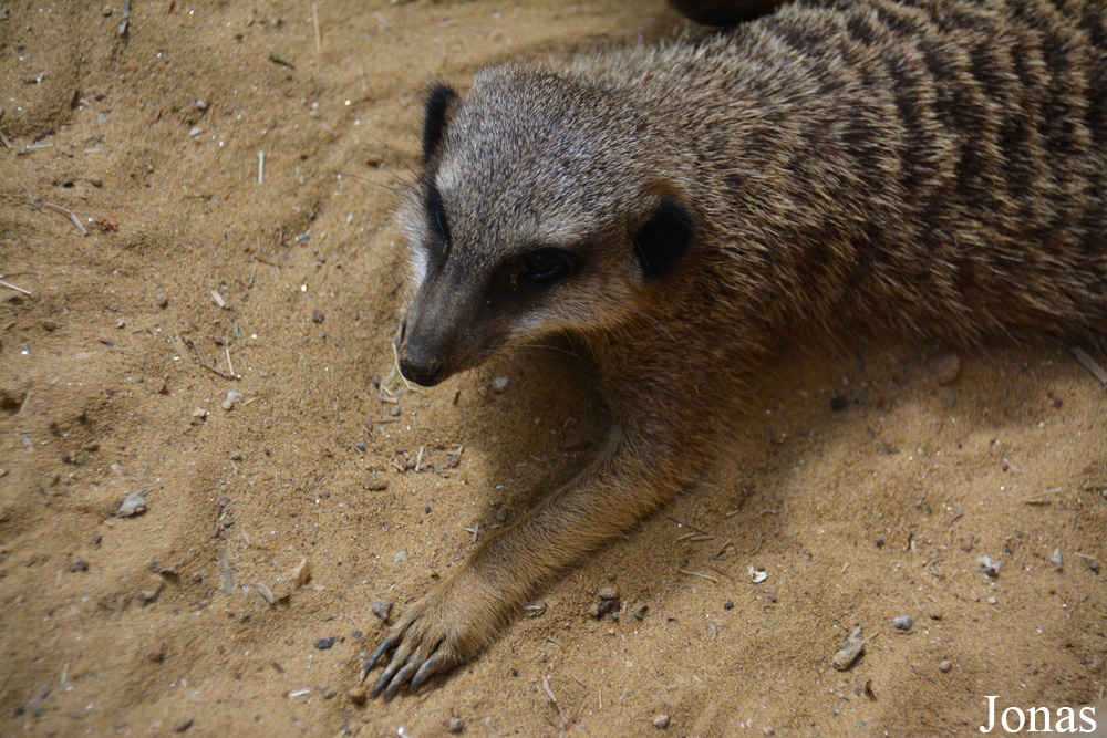Suricata suricatta
